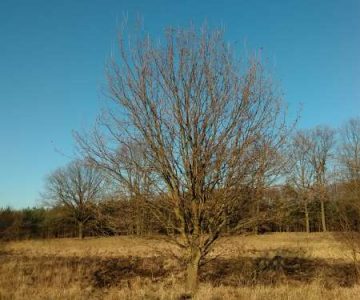 IMG_20170327_173636 IMG_20170327_173636