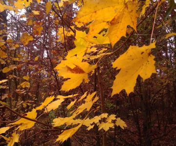 IMG_20171107_153837 IMG_20171107_153837