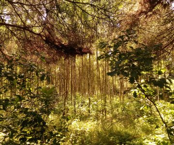 IMG_20170709_114141 IMG_20170709_114141