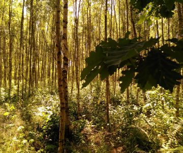 IMG_20170709_114337 IMG_20170709_114337