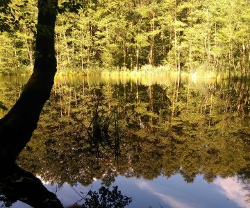 IMG_20170806_183353 IMG_20170806_183353