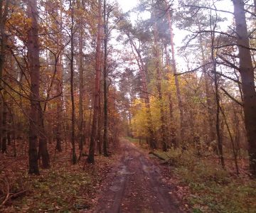 IMG_20171107_153219 IMG_20171107_153219